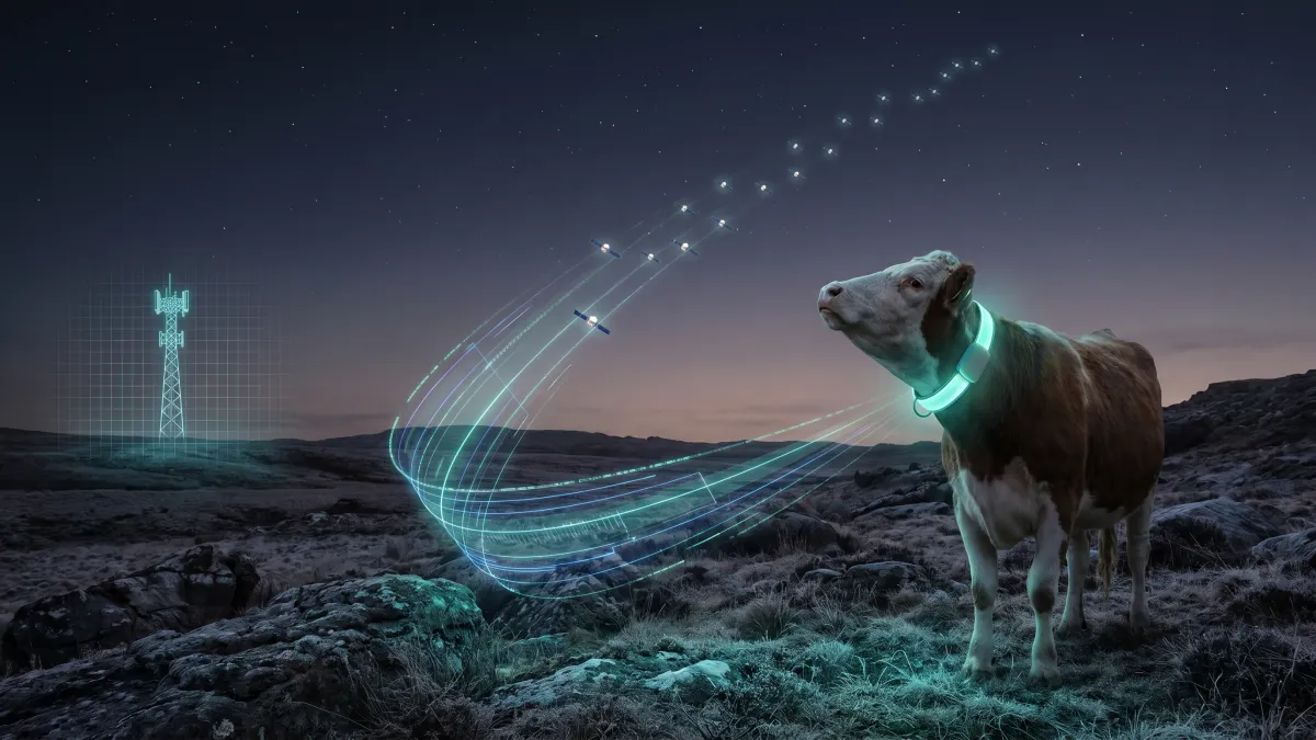 Bypassing the tower: How Halter's P5 collars use Starlink for remote virtual fencing