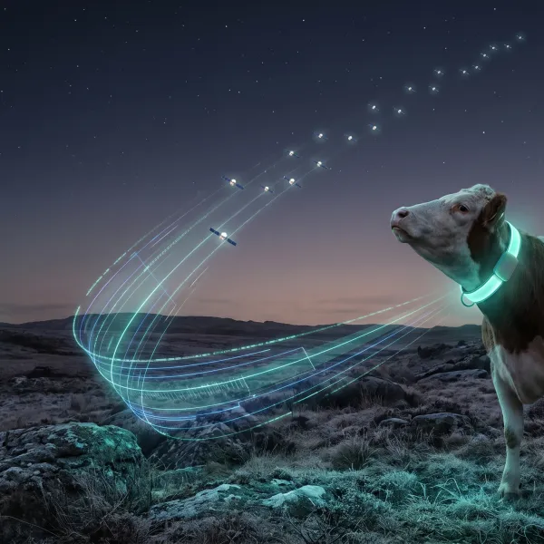 Bypassing the tower: How Halter's P5 collars use Starlink for remote virtual fencing Thumbnail